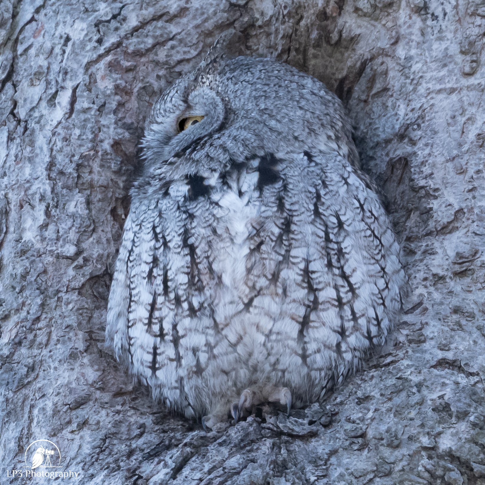 Owling in Northeast Massachusetts - January 2025 — Maine Young